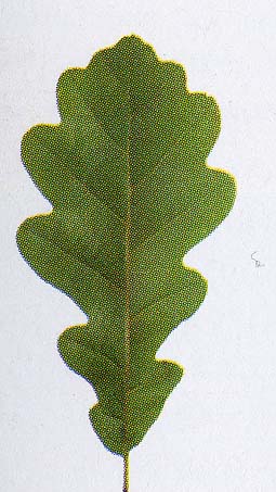 Alcune Querce ...